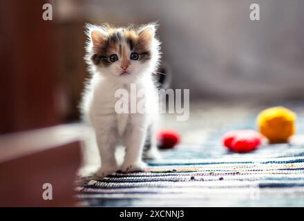 Kleines flauschiges Kätzchen, das durch das Haus läuft und neugierig guckt Stockfoto