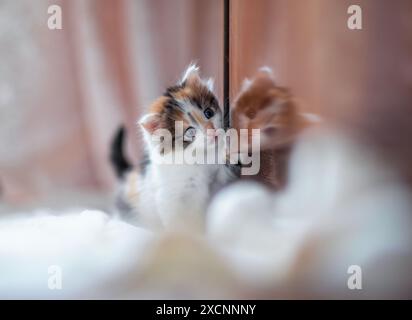 Kleines flauschiges Kätzchen, das mit neugierigem Blick auf sein Spiegelbild im Schrank spielt Stockfoto