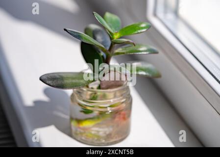 Bezaubernde Nahaufnahme einer saftigen Pflanze in einem kleinen Glasgefäß auf der Fensterbank. Sonnenlicht, das durch das Fenster strömt, hebt fleischige, grüne Blätter hervor und verleiht der Szene ein warmes, einladendes Leuchten. Stockfoto