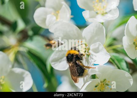 Detaillierte Nahaufnahme von Hummeln, die zarte weiße Blüten bestäuben. Das Bild erfasst komplizierte Details von Bienen und Blumen und hebt die wichtige Rolle von Bestäubern in der Natur hervor. Stockfoto