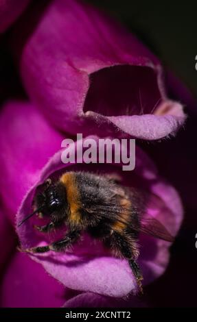 Nahaufnahme einer Hummel, die aus einer rosafarbenen Blume kommt Stockfoto