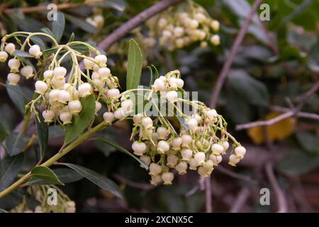 Schöne weiße Blumen in Form von Glocken. Stockfoto