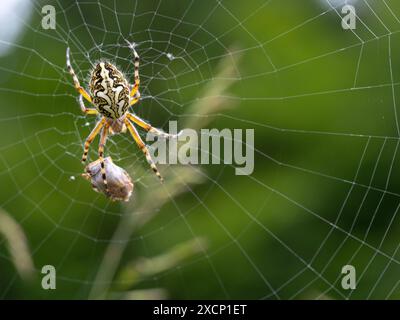 Eichblatt-Radspinne, Eichblatt-Kreuzspinne, (Aculepeira ceropegia), (Araneus ceropegia), Makroaufnahme, , Spinne, Spinnentier Stockfoto