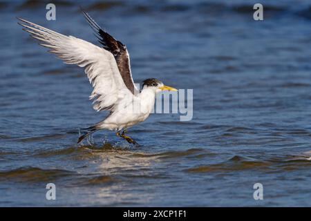 Eilseeschwalbe, Flugaufnahme, (Thalasseus bergii), landet im Wasser, Stockfoto