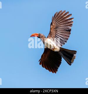 Kronentoko, gekrönter Nashornvogel (Lophoceros alboterminatus), Syn: Tockus alboterminatus, Stockfoto