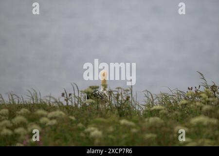 Ein junger Gannet-Vogel, Morus Bassanus, auf den Klippen der Bempton Cliffs mit Blick auf das Meer, Rückansicht Stockfoto