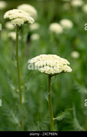 Schafgarbe, Achillea millefolium wächst in Dorset, England Stockfoto