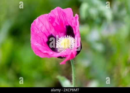 Ein hellrosafarbener Opiummohn, Papaver Somniferum vor einem unscharfen grünen Hintergrund Stockfoto