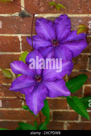 Nahaufnahme der violett-violett-blauen Blume der früh großen blühenden Klettergartenpflanze Clematis der Präsident. Stockfoto