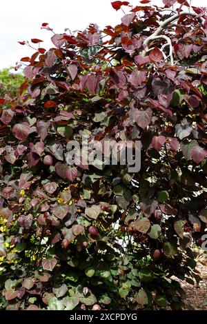 Nahaufnahme des dunkelvioletten Laubs des keuchenden kleinen Gartenbaumes cercis canadensis ruby Falls. Stockfoto