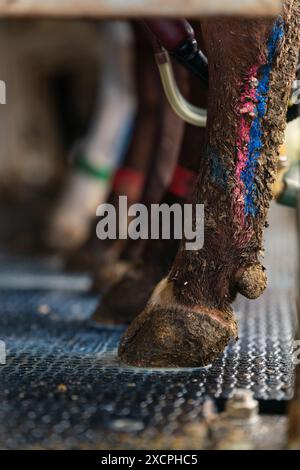 Nahaufnahme von Kuhhhufen in einem Melkstube mit farbigen Markierungen an den Beinen Stockfoto