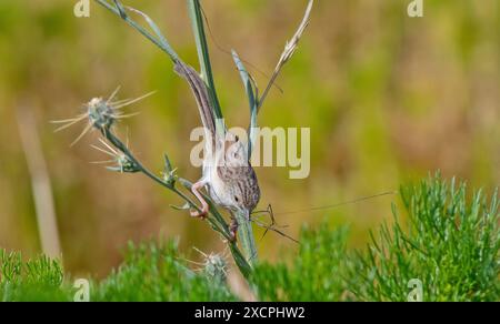 Prinia lepida (Prinia lepida) ist ein singvogel, der im Südosten der Türkei lebt. Stockfoto