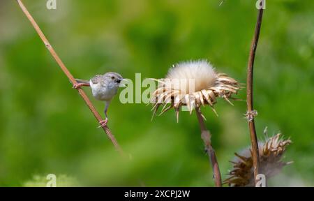 Prinia lepida (Prinia lepida) ist ein singvogel, der im Südosten der Türkei lebt. Stockfoto