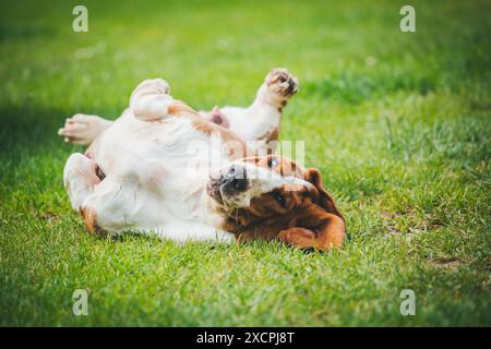 Basset Hound Stockfoto