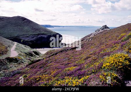 REISEBIBLIOTHEK VON KÜSTE ZU KÜSTE - VERWALTET VON PPL PHOTO AGENCY - COPYRIGHT VORBEHALTEN *** örtliche Bildunterschrift *** Heather & Grinse, Chapel Porth, Cornwall. Stockfoto