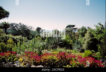 REISEBIBLIOTHEK VON KÜSTE ZU KÜSTE - VERWALTET VON PPL PHOTO AGENCY - COPYRIGHT RESERVIERT Ansicht von Top Terrace, Abbey Garden, Tresco, Scilly Isles. FOTO Stockfoto