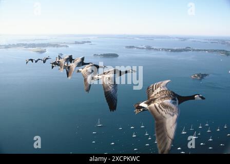 VON KÜSTE ZU KÜSTE REISEBIBLIOTHEK - COPYRIGHT VORBEHALTEN - VERWALTET VON PPL FOTOAGENTUR *** örtliche Bildunterschrift *** Barnacle Gänse fliegen in Frankreich als Teil von Chri Stockfoto