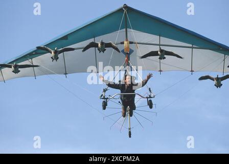 VON KÜSTE ZU KÜSTE REISEBIBLIOTHEK - COPYRIGHT VORBEHALTEN - VERWALTET VON PPL FOTOAGENTUR *** örtlicher Titel *** Christian Moullec fliegt mit Nonnengänsen in Stockfoto