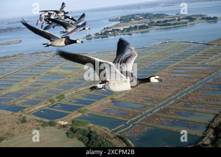 VON KÜSTE ZU KÜSTE REISEBIBLIOTHEK - COPYRIGHT VORBEHALTEN - VERWALTET VON PPL FOTOAGENTUR *** örtliche Bildunterschrift *** Barnacle Gänse im Flug als Teil von Christian M Stockfoto