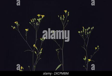 Drei, zarte, gelbe Blumen in der Nacht. Stockfoto