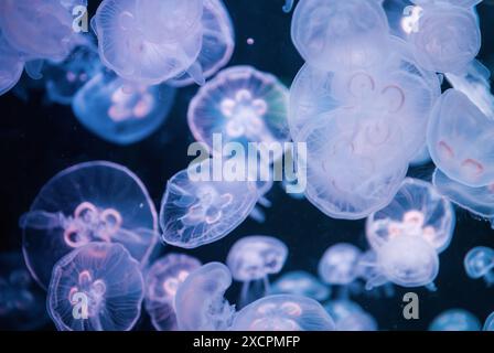 Beleuchtete Quallen - abstrakter Hintergrund in violetten Tönen. Kleine Mondqualle (Aurelia aurita) vor dunklem Hintergrund. Stockfoto