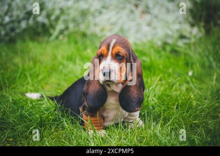 Basset Hound Welpen Stockfoto