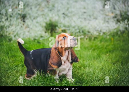 Basset Hound Welpen Stockfoto