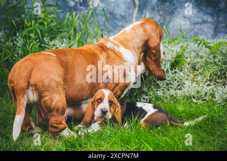 Basset-Hund und ihr Welpe Stockfoto