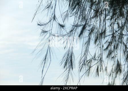 Cemara laut oder Casuarina Equisetifolia am Rande des Strandes, deren Blätter und Ketten vom Wind geweht werden Stockfoto