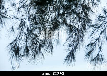 Cemara laut oder Casuarina Equisetifolia am Rande des Strandes, deren Blätter und Ketten vom Wind geweht werden Stockfoto