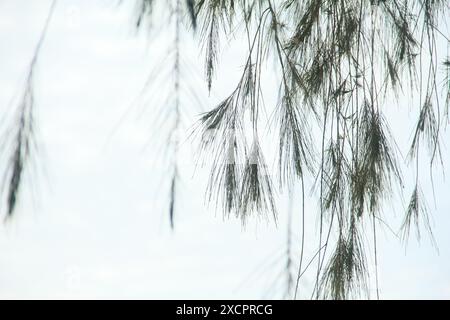 Cemara laut oder Casuarina Equisetifolia am Rande des Strandes, deren Blätter und Ketten vom Wind geweht werden Stockfoto