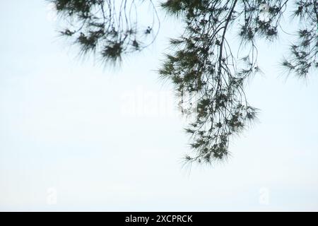 Cemara laut oder Casuarina Equisetifolia am Rande des Strandes, deren Blätter und Ketten vom Wind geweht werden Stockfoto