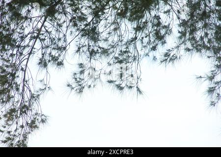 Cemara laut oder Casuarina Equisetifolia am Rande des Strandes, deren Blätter und Ketten vom Wind geweht werden Stockfoto