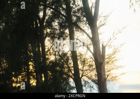 Cemara laut oder Casuarina Equisetifolia am Rande des Strandes, deren Blätter und Ketten vom Wind geweht werden Stockfoto