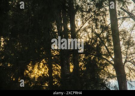 Cemara laut oder Casuarina Equisetifolia am Rande des Strandes, deren Blätter und Ketten vom Wind geweht werden Stockfoto