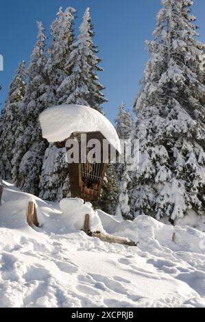 PPL-FOTOBIBLIOTHEK - COPYRIGHT VORBEHALTEN Alpenbäume bedeckt in Schnee, Saalbach, Hinterglemm, Salzburg, Österreich FOTOCREDIT: Ivan Catterwell/PPL Tel; + Stockfoto