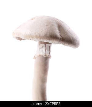 Frische wilde Champignonpilze auf weißem Hintergrund. Agaricus Bisporus. Beschneidungspfad Stockfoto