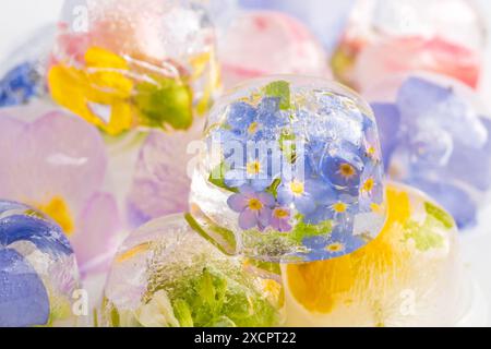 Blumen in Eis. Schließen Sie Eiswürfel mit gefrorenen Blumen auf weißem Hintergrund. Kleine Vergissmeinnots und lila und gelbe Blumen. Unscharfe und selektive Fo Stockfoto