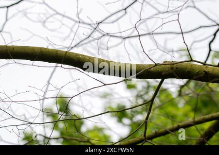 Nahaufnahme Eines Zelkova Serrata Baumes in Amsterdam, Niederlande 6-5-2024 Stockfoto