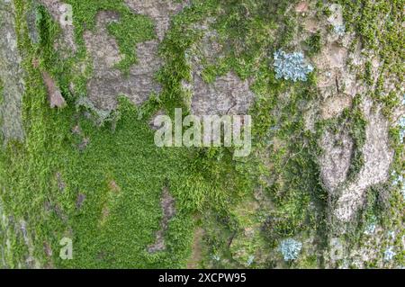 Close Up Moss on A Zelkova Serrata Tree in Amsterdam, Niederlande 6-5-2024 Stockfoto