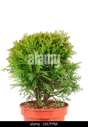 Thuja in einem Blumentopf isoliert auf weißem Hintergrund. Freier Platz für Text. Stockfoto