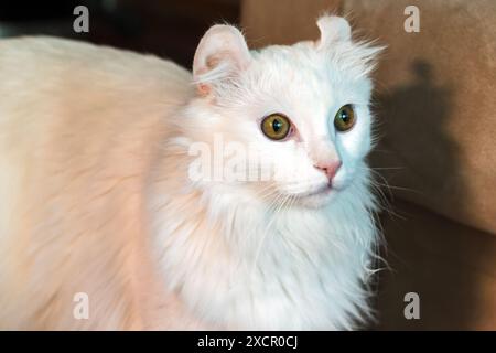 Weiße amerikanische Curl-Katze, Nahaufnahme mit selektivem Weichfokus Stockfoto