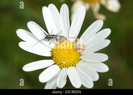 Ein flacher Langhornkäfer Agapanthia cardui mit Blumenkrabbenspinne Misumena vatia auf Blume aus Ochsenaugen Gänseblümchen, marguerite, Leucanthemum vulgare. Stockfoto