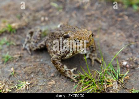 Gewöhnliche Kröte oder europäische Kröte liegt auf schmutzigem Boden, Froschfoto mit selektivem Weichfokus Stockfoto