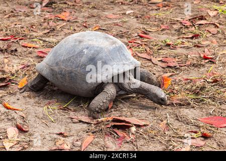 Aldabra Riesenschildkröte kriecht in freier Wildbahn auf dem Boden. Aldabrachelys gigantea Stockfoto