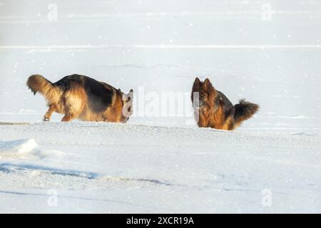 Zwei Hunde spielen an einem sonnigen Wintertag im Schnee. Deutscher Schäferhund Stockfoto