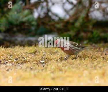 Wintervögel im Garten füttern. Gewöhnliche Rotpolle, männlich auf dem Boden, Vögel im Hintergrund. Stockfoto