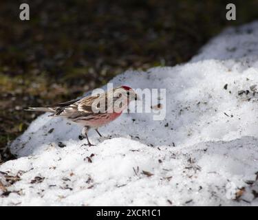 Wintervögel im Garten füttern. Gewöhnliche Rotpolle, männlich auf dem Boden, Vögel im Hintergrund. Stockfoto