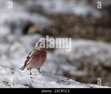 Wintervögel im Garten füttern. Gewöhnliche Rotpolle, männlich auf dem Boden, Vögel im Hintergrund. Stockfoto