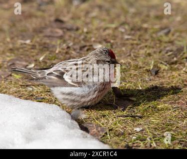 Wintervögel im Garten füttern. Gewöhnliche Rotpolle, männlich auf dem Boden, Vögel im Hintergrund. Stockfoto